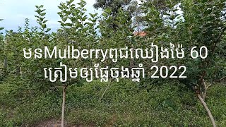 មនMulberryពូជឈៀងម៉ៃ 60 ត្រៀមផ្លែចុងឆ្នាំ 2022