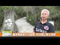 1091105新永安新聞 臺南梅嶺紫牡丹盛開 秋涼爬山賞花時節