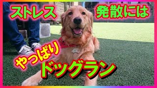 大阪にあるドッグラン（Dog Park）でいっぱい遊んで来たよ。でも今は潰れちゃって無くなっちゃいました。あんとイアル