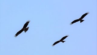 トンビの編隊飛行 / Formation flight of black kite