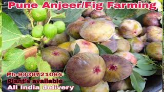 Pune Anjeer Farming//Best Indian Anjeer variety पुने अंजीर को खेती/Plant's available,online Delivery