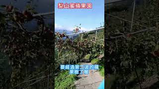 梨山蜜蘋果園.草生栽培.梨山蜜蘋果成熟了.我們有做梨山蜜蘋果宅配.梨山蜜蘋果產期-11-12月-梨山蜜蘋果產季.使用有機肥.沒有使用除草劑喔.梨山蜜蘋果價格-好吃又香甜所以高貴.歡迎梨山蜜蘋果團購