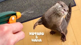 カワウソコタローとハナ　霧吹きでシュッされるの気持ちいい！　Otter Kotaro\u0026Hana Love Spray Bottle