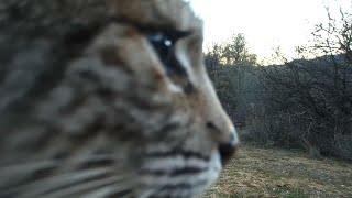 Bobcat Screaming