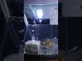 water change jul 2 2024 【金魚と鉄魚】 aquarium goldfish