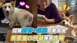 【招牌翹臀+短腿可愛加倍 低底盤の柯基療癒合輯】