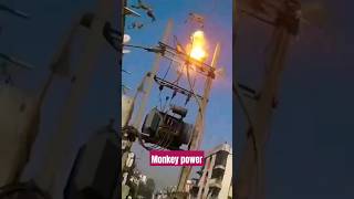 Monkey Got A Electric Shock Shocking Viralshorts