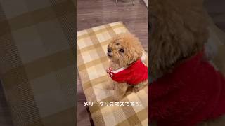 おひとり様✖︎わんこのクリスマスの過ごし方🎄#といぷーどる #といぷー #トイプードル #可愛い犬 #クリスマス