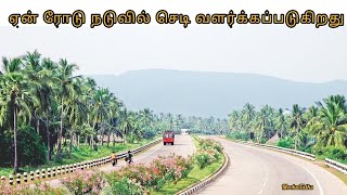 ஏன் ரோடு நடுவில் செடி வளர்க்கப்படுகிறது|tamil