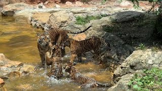 【子トラ】ママとプールで遊ぶ子トラ【‎2024年‎6月25日】【上野動物園】スマトラトラ