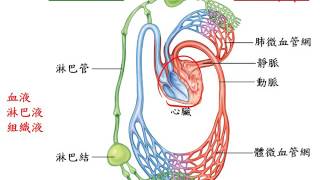 基礎生物3 1 02人體的循環系統 血液與淋巴一博