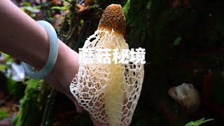 Immersive mushroom picking on rainy days, easy to have a good sleep!