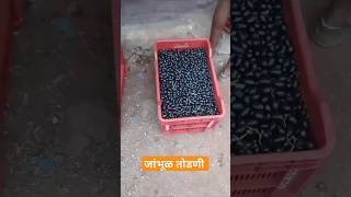 जांभूळ शेती | #farmerlifestatus #farmer #shortvideo #farming #agriculture #youtubeshorts #जांभूळ