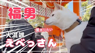 【初詣2025！】柴犬が大混雑のえべっさんで見せたお賽銭姿が癒しすぎた！！