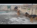 7 German Shepherds Females.1 Stock hair,6long hairs@Z.hpets.