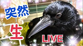 台風通過中に突然生配信‼︎2022/8/13KUPPI the Crow