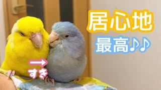 肩の上でくつろぐマメルリハ達｜vlog#18 ベタ慣れ*°♡ 可愛い  parakeet #インコのいる暮らし