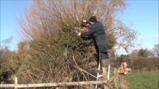 pollarding a willow tree by hand