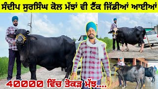 ਸੰਦੀਪ ਸੁਰਸਿੰਘ ਕੋਲ ਮੱਝਾਂ ਵੀ ਟੈਂਕ ਜਿੱਡੀਆਂ ਆਈਆਂ ।4 ਮੱਝਾਂ ਵਿਕਾਉ।40000 ਵਿੱਚ ਤੋਕੜ ਮੱਝ। ਪਿੰਡ ਸੁਰਸਿੰਘ