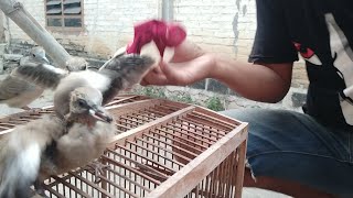 Playtube Pk Ultimate Video Sharing Website