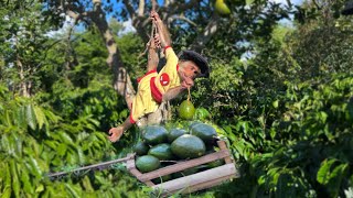 CUTIS Rickshaw Harvest Avocados To Sell