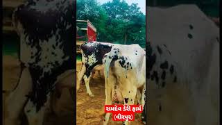 All HF Cow🐄 (RAMDEV DAIRY FARM VIRPUR DIST-MAHISAGAR) #farming #milk #cow #hf #sell #viral #shorts