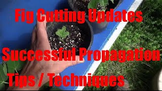 Figs Update And Tips Techniques For Successful Propagation From Cuttings