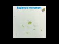 euglenoid movement of protozoa anmal euglena