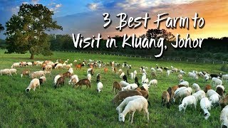 3 Best Farm to Visit in Kluang, Johor | 柔佛州居銮3个最佳农场