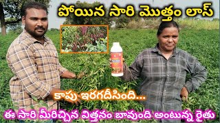 వేస్తే ఇలాంటి విత్తనం వేయాలి అంటున్న రైతు || పోయిన సారి మొత్తం లాస్ || ఆస్కార్ 909 || వసుధ రిజల్ట్?