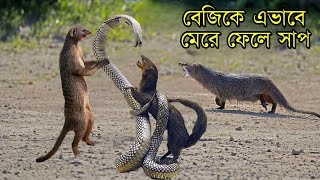 হায়রে হায় ! সাপ আর বেজির মধ্যে ভয়ংকর লড়াই কেন?জন্ম থেকেই কেউ কাউকে সহ্য করেনা।