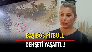 Başıboş Pitbull Dehşet Saçtı