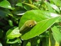 Spicebush Swallowtail Caterpillar (Papilio Troilus)