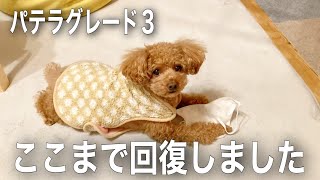 【パテラグレード３】両足で思いっきりダッシュした日