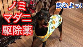 【ミニピン】ノミ・ダニ駆除薬/シンパリカ投与/大河 4ヶ月 ♂(Miniature pinscher/Puppy)