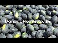 watermelon harvesting कलिंगड काढणी  banana house pandharpur