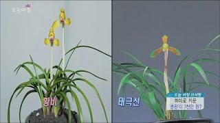 [Morning Show] 'Cymbidium goeringii' financial technology [생방송 오늘 아침] 20160411