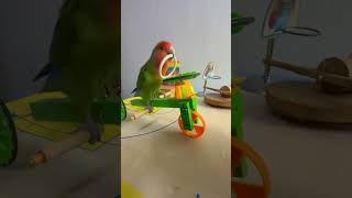 Bird Training : Smart lovebird Parrot | Smart Little Cute Parrot #training #smartparrot #cute