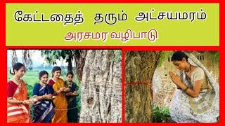 அரசமர வழிபாடு,சங்கல்பம்,பூஜை/ Pipal  Tree Worship / அரசமரத்தை சுற்றுவது  எப்படி?