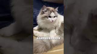 Is Ragdoll Cat Easy to Raise? A Video Tell You! 布偶貓好養嗎？一部影片告訴你！#cat#pets#cute#貓咪#cutecat#catlover#萌寵