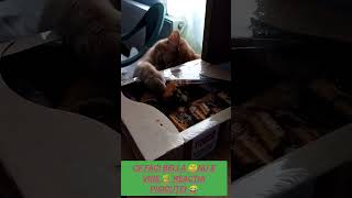 CE FACI BELLA 🐈NU E VOIE 😳 REACȚIA PISICUȚEI 😂🐕 FUNNY CATS VIDEO 🐶 Mori de râs 🐅