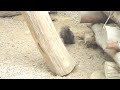 砂利ン子リスgravel baby squirrel葉ッピー動物園1426 リスの森 岐阜県