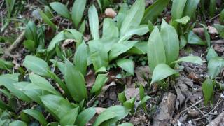 Ramsons / Wild Garlic in Early March - UK Wild Food