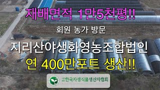 협회 농가소개 전남 구례 지리산야생화 영농조합법인 #야생화농장