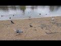 grey herons squabbling beside the serpentine