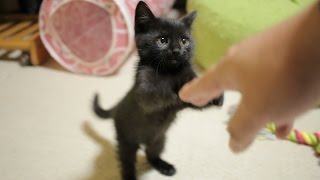 2014 12 3 黒子猫のクロ Kuro of black kitten【瀬戸の黒猫日記】