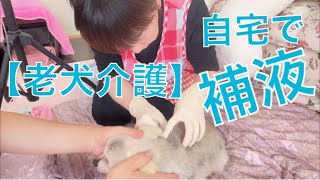 大場久美子【老犬介護No.65】震えが止まらない笑美に補液