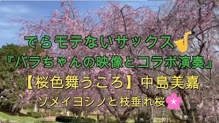 『桜色舞うころ』【バラちゃん🌹とコラボ演奏】【プレミア公開　#28】アルトサックス鈴木琢也（すずたく）です🎷