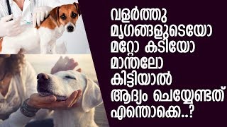 ജീവനാണ് പരമപ്രധാനം.! വേള്‍ഡ് റാബീസ് ഡേയില്‍ ഓര്‍ക്കാന്‍ ചിലത്..! l Rabies Day