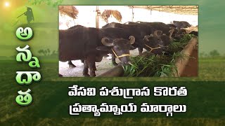 Alternatives for Fodder Shortage in Summer